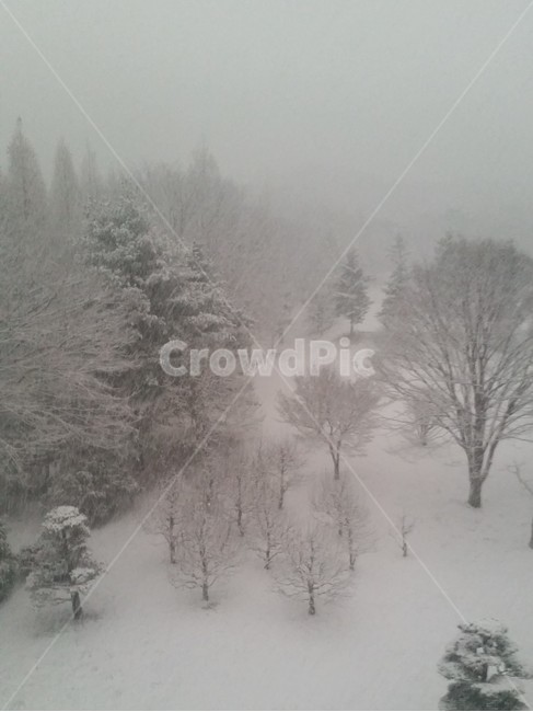 nature,자연,outdoors,옥외,storm,폭풍,snow,눈,winter,겨울,blizzard,눈보라,나무,하늘,겨울,계절,winter,season,자연,풍경,nature,landscape