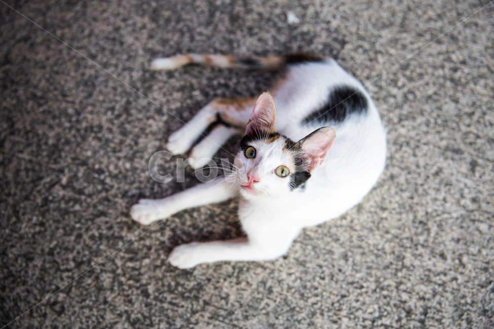 고양이,동물,얼룩고양이,시선,눈빛,길냥이,개냥이,동물,animal,포유류,mammal,고양이,cat,kitten,kitty
