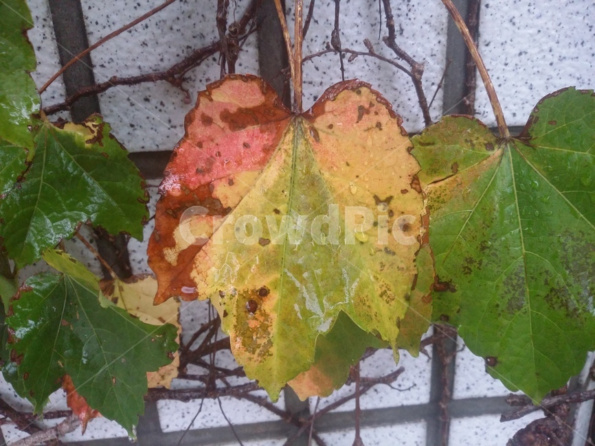 식물,잎,leaf,plant,자연,식물,자연,plants,nature