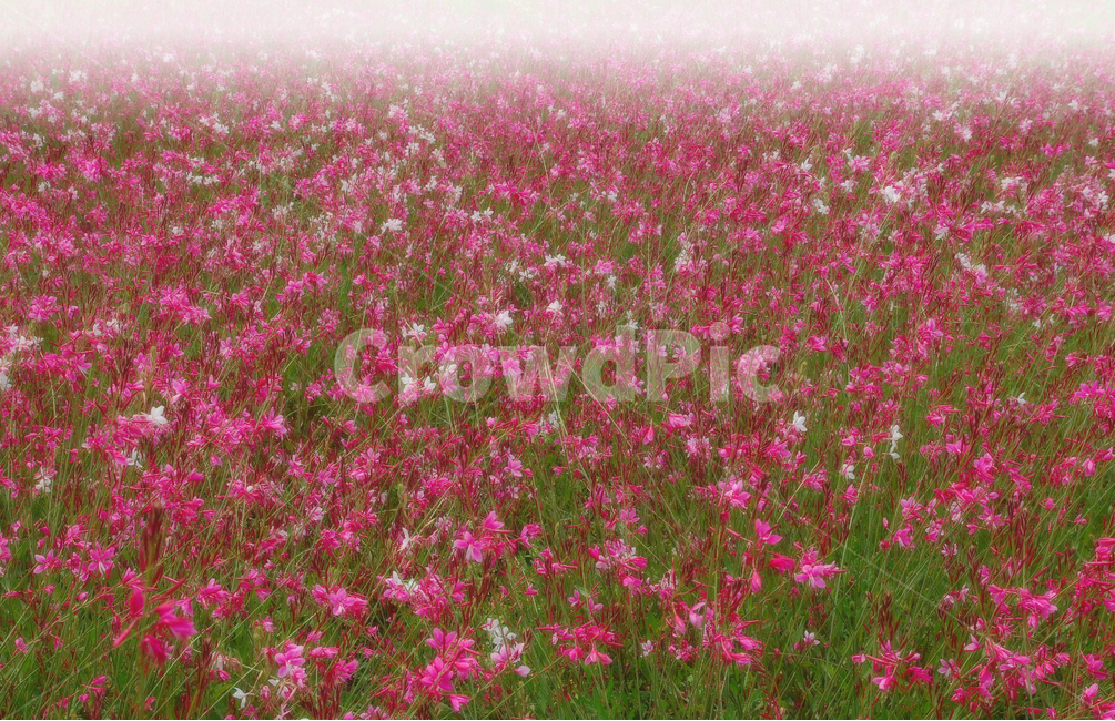 감성,분위기,안개,꽃밭,핑크색꽃,분홍색,수많은,꽃천지,바탕,배경,백그라운드,feeling,flowers,plants,garden,season,계절,시즌,꽃축제,바늘꽃,나비꽃,가우라,pink,emotionsensible,자연,풍경,nature,landscape,식물,plants,꽃,flower,plant,grassland,목초지,outdoors,옥외,field,들