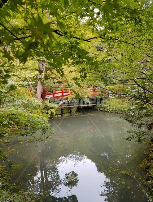 water,물,나라,land,nature,자연,outdoors,옥외,정원,garden,다리,bridge,아치,전통,일본,japan,tokyo,가을,autumnleaves,fall,호수,lake,red,감성,자연,풍경,nature,landscape