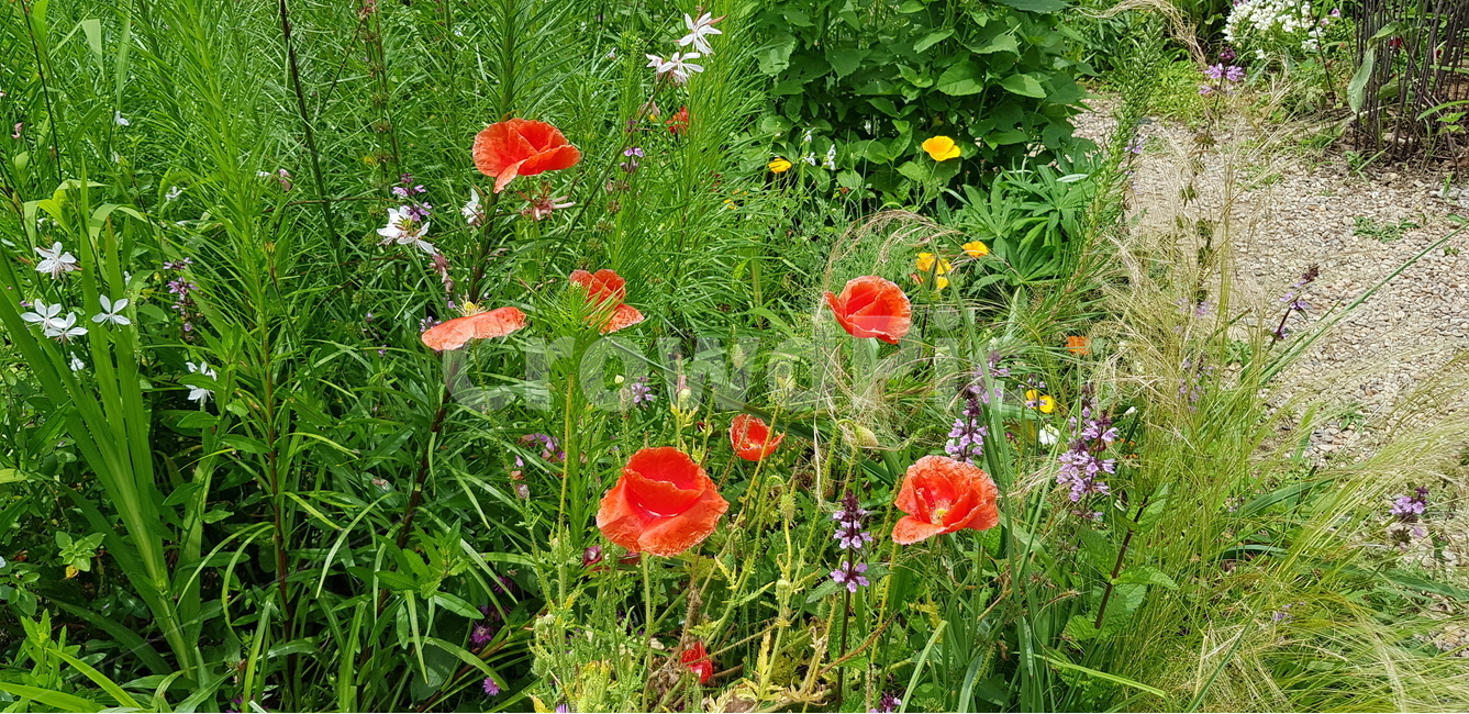 꽃,자연,식물,여름,들꽃,빨강,꽃밭,식물,자연,plants,nature,꽃,flower