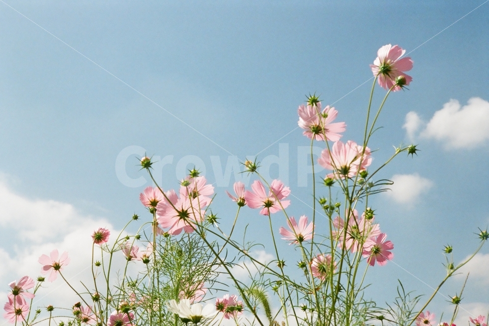 cosmos field,load,autumn,Cosmos,flower