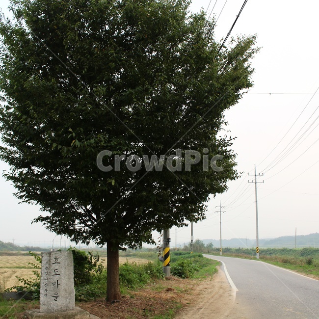 시골,시골길,시골마을,시골사진,시골풍경,시골,마을,풍경,landscape,country,rural,town,식물,자연,plants,nature,나무,trees,wood