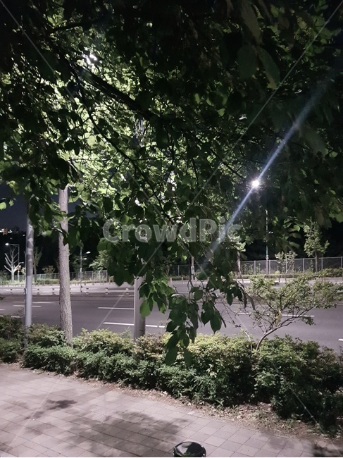 나뭇잎,나무,여름,여름밤,leaves,tree,nightview,night,밤,가로등,하교길,풍경,푸른,초록,조명,보행길,인도