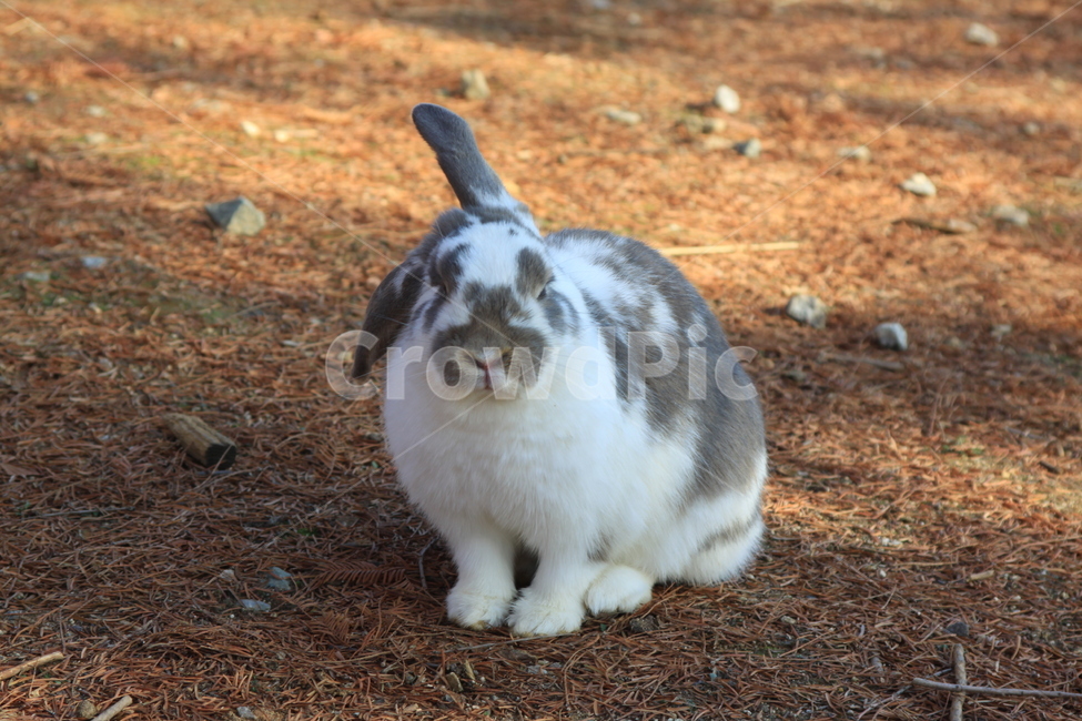 토끼,동물,animal,포유류,bunny,동물,animal,포유류,mammal