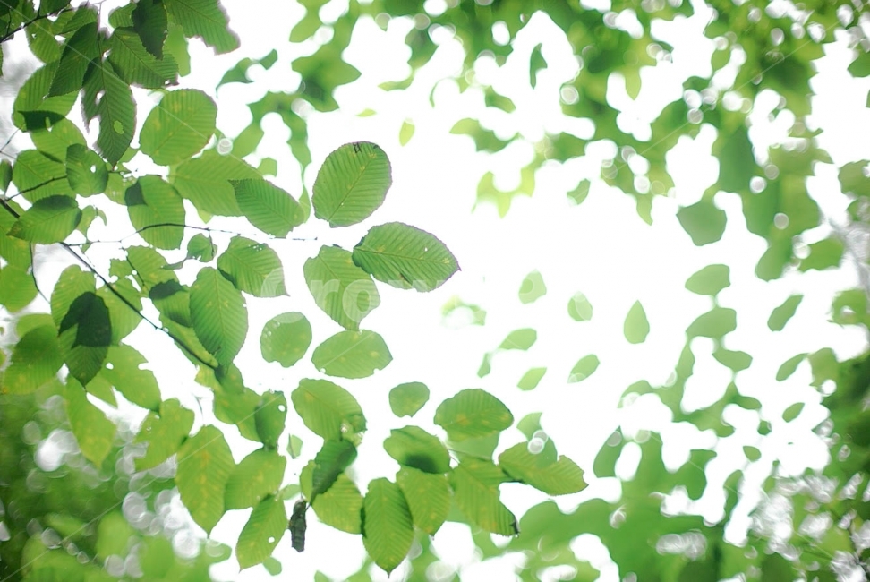 나무,푸름,수목원,초록,배경,식물,자연,plants,nature,휴식,힐링,rest,relaxation,healing