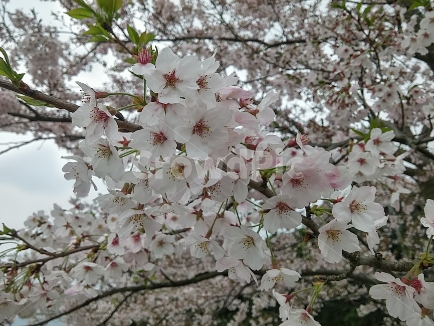 봄,벚꽃,개화,비,희망,꽃,꽃잎,pink,꽃가지,cherryblossom,spring,flower