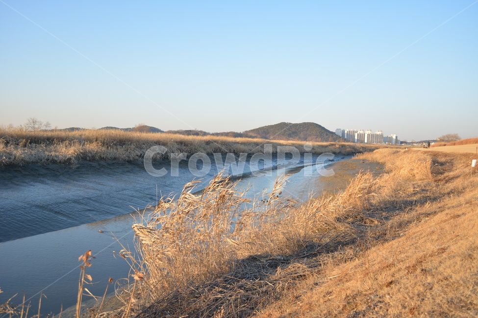 plant,식물,갈대,reed,갯벌