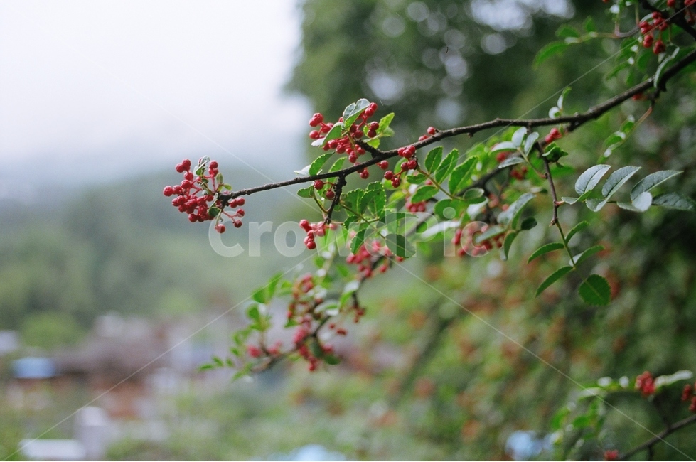 화자오,열매,빨강,숲,나무,식물,자연,plants,nature,과일,열매,fruit,감성,sensible,feeling
