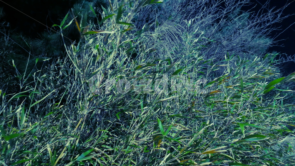 나무,식물,감성사진,감성,바람,식물,자연,plants,nature