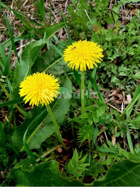 plant,식물,꽃,flower,blossom,민들레,봄,식물,자연,plants,nature,꽃,flower
