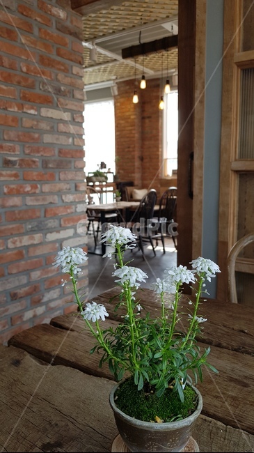 카페,한적한오후,식물,plant,화분,붉은벽돌