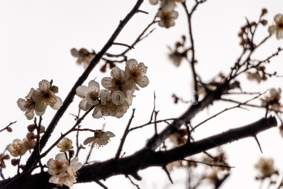 매화,매화꽃,매실꽃,백매화,흰매화,봄,계절,spring,season,식물,자연,plants,nature,꽃,flower,plant,blossom,cherry blossom,벚꽃
