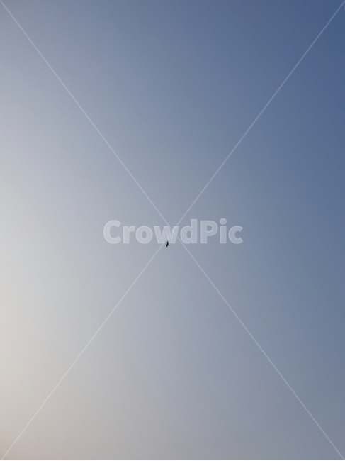 animal,동물,bird,새,하늘,나는,flying