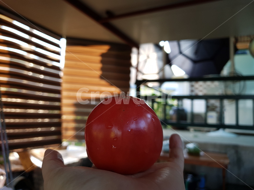 식물,자연,수확,토마토,과일