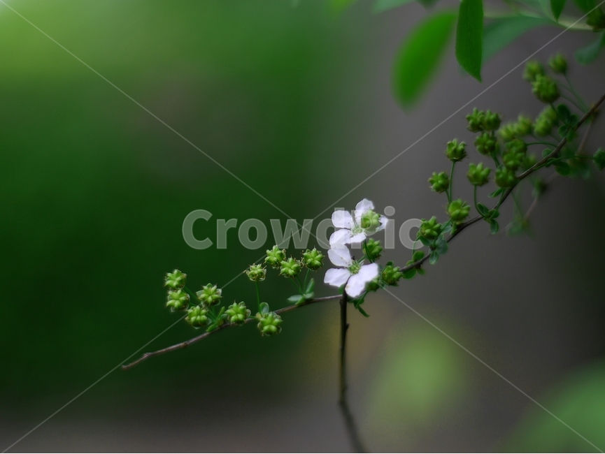 봄,자연,꽃,숲,여름,초록,분홍,봄,계절,spring,season,식물,자연,plants,nature,꽃,flower,plant