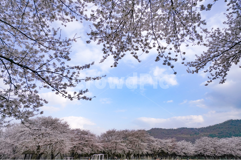 운동장,하늘,벚꽃,벚꽃길,구름,sky,cherryblossom,cloud,봄,계절,spring,season,식물,자연,plants,nature,꽃,flower,plant,cherry blossom,blossom