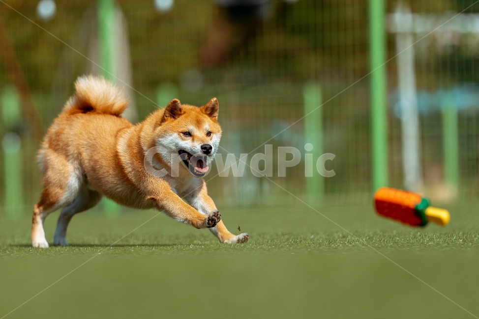 animal,pet,동물,dog,개,시바,시바이누,시바견,적시바,동물,animal,포유류,mammal,개,강아지,dog,doggy