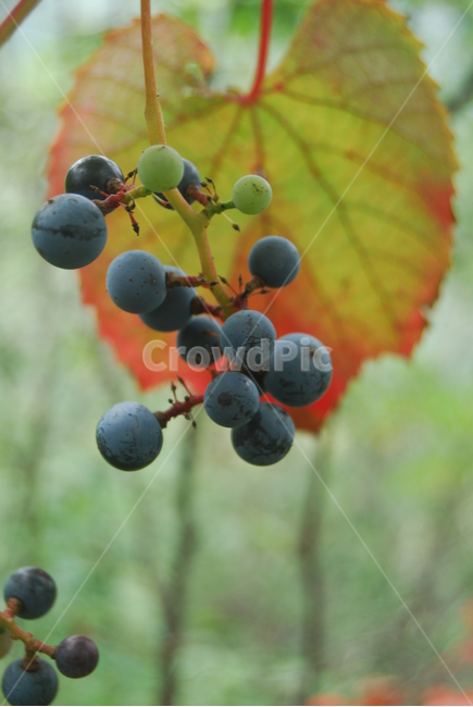 명성산,100대명산,철원군,열매,자연,식물,자연,plants,nature,과일,열매,fruit