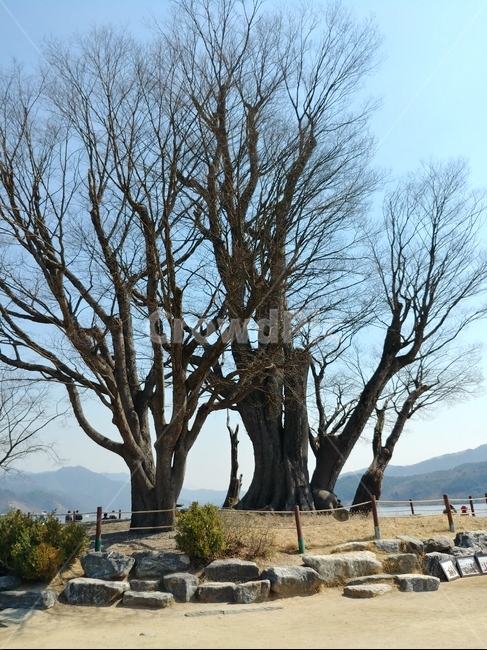 나무,느티나무,두물머리,하늘,나무줄기,식물