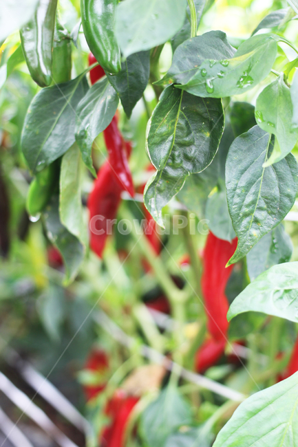 고추,야채,빨강,음식,redpepper,vegetables,red,food
