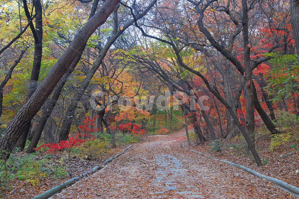 산책,산책로,단풍,낙엽,나무,단풍나무,가을,계절,나뭇잎,자연,숲,배경,백그라운드,길,공간,숲길,산,등산로,풍경