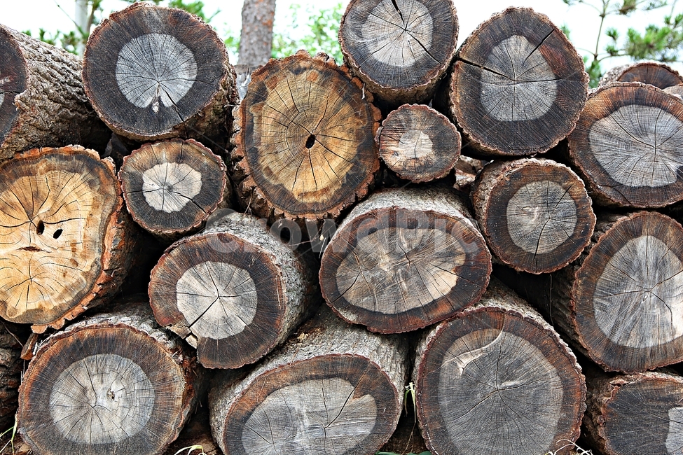 장작,통나무,나무,참나무,나이테,므늬,모양,나무,trees,wood