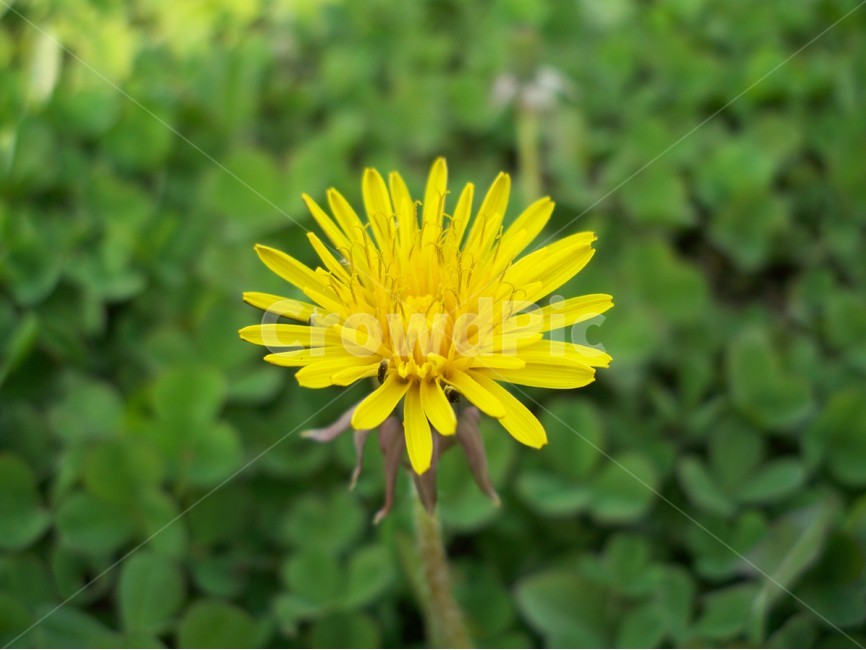 민들래,꽃,야생화,봄,식물,식물,자연,plants,nature,꽃,flower