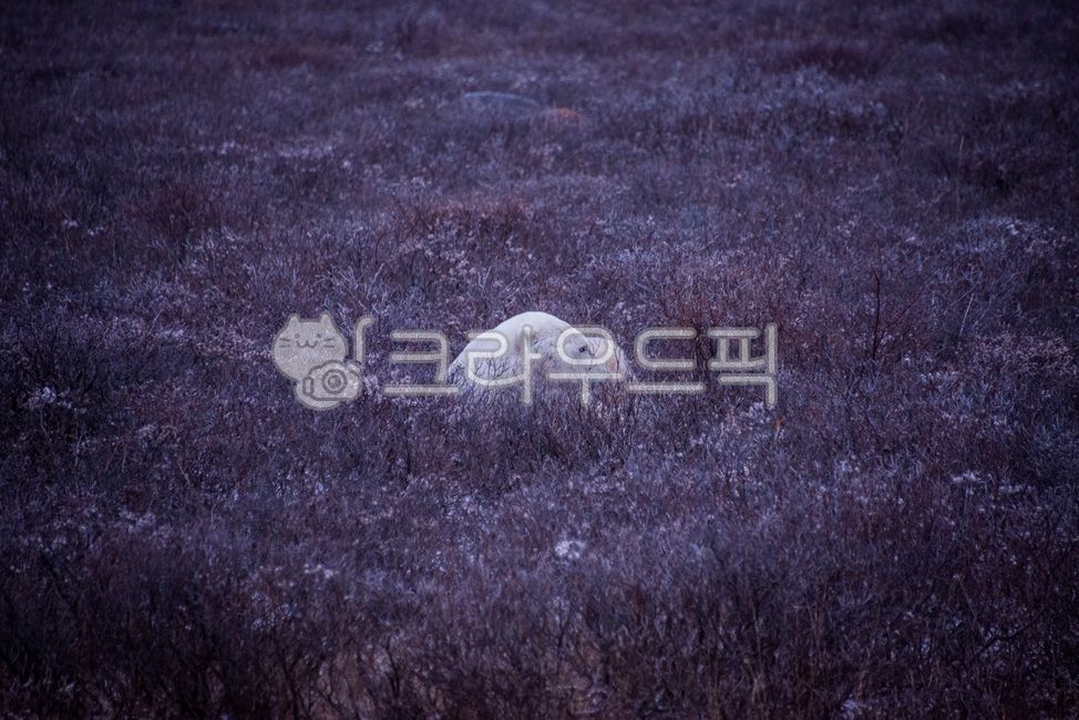 Canada,Polar Bear,Tundra,Nature,Season,Outdoor,Animal,Mammal,Bear,Arctic Circle,Bush,Warming,Winter
