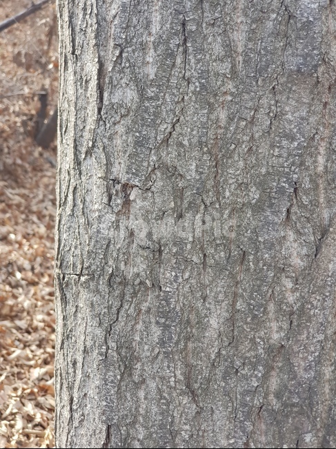 tree,나무,plant,식물,treetrunk,나무줄기