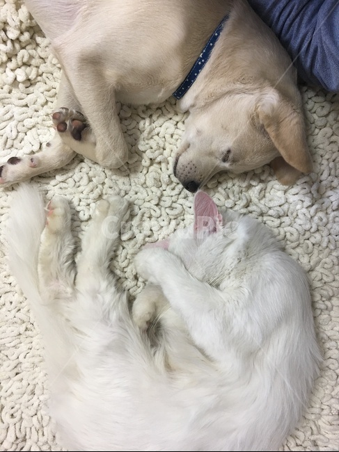 강아지,고양이,잠,낮잠,강아지고양이,사이좋음,우정,믹스견,페르시안고양이