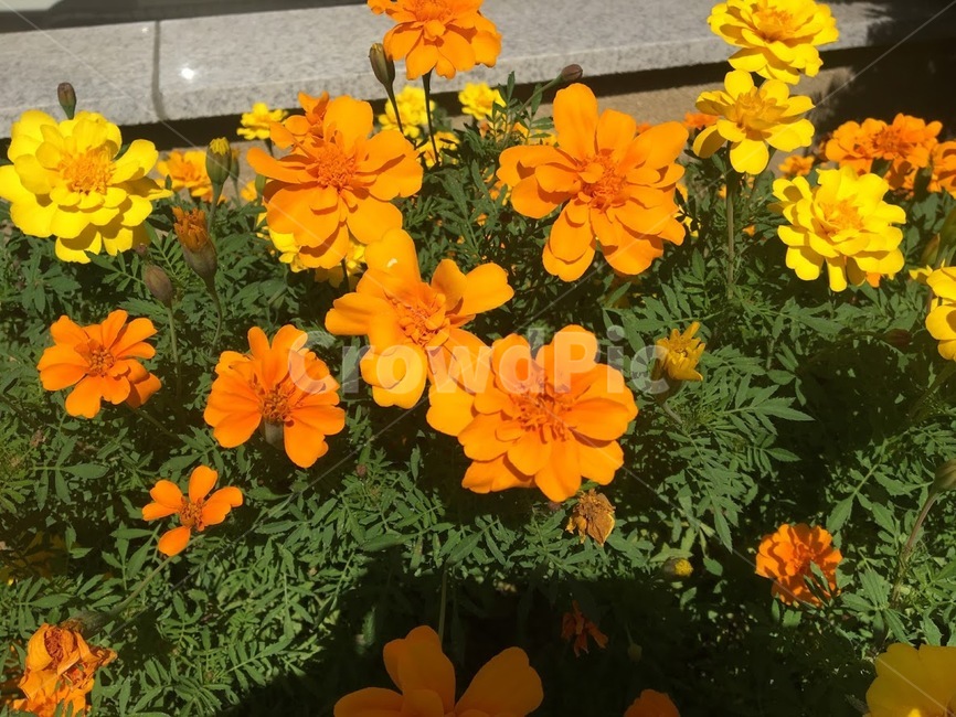 꽃,봄,노란,옐로우,주황,오렌지,봄꽃,자연,꽃구경