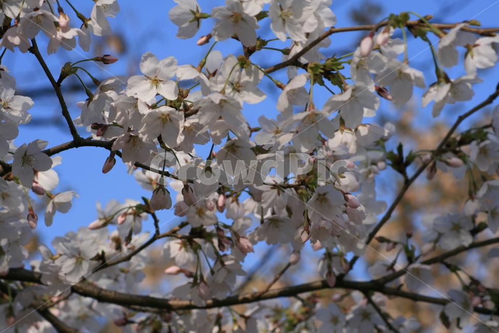나무,벚꽃,하늘,파란색,푸른,봄,꽃잎,자연,plant,식물,flower,꽃,blossom,식물,자연,plants,nature,꽃,flower