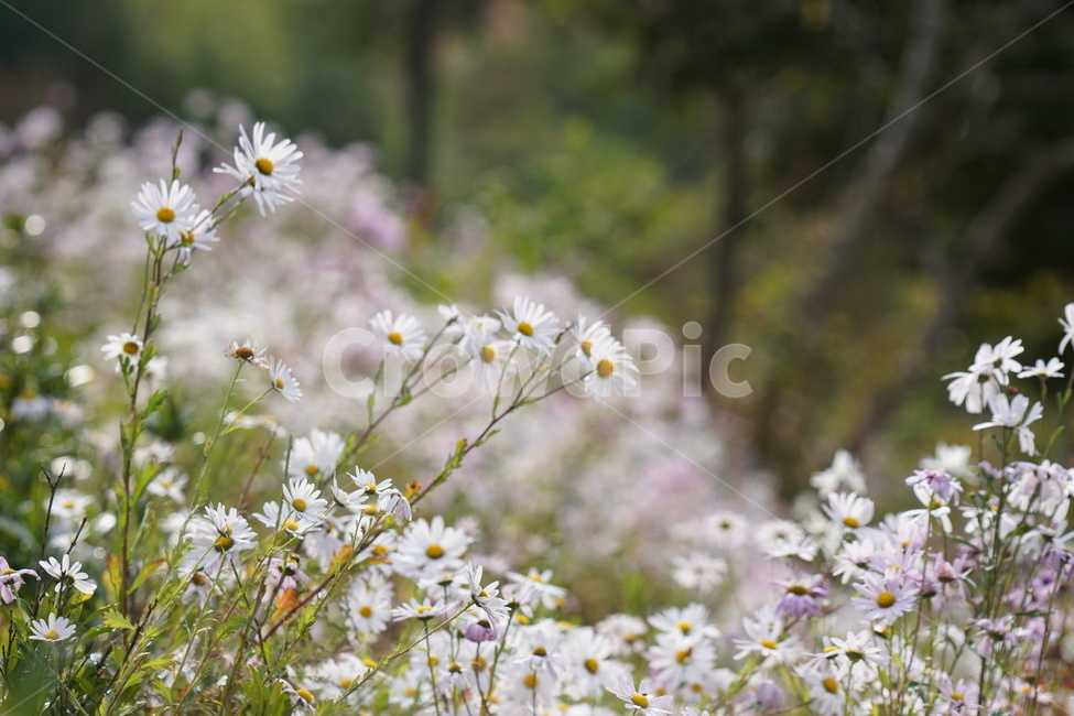 가을,구절초,자연,꽃,식물,예쁨,autumn,fall,season,flower,계절,식물,자연,plants,nature,꽃,flower