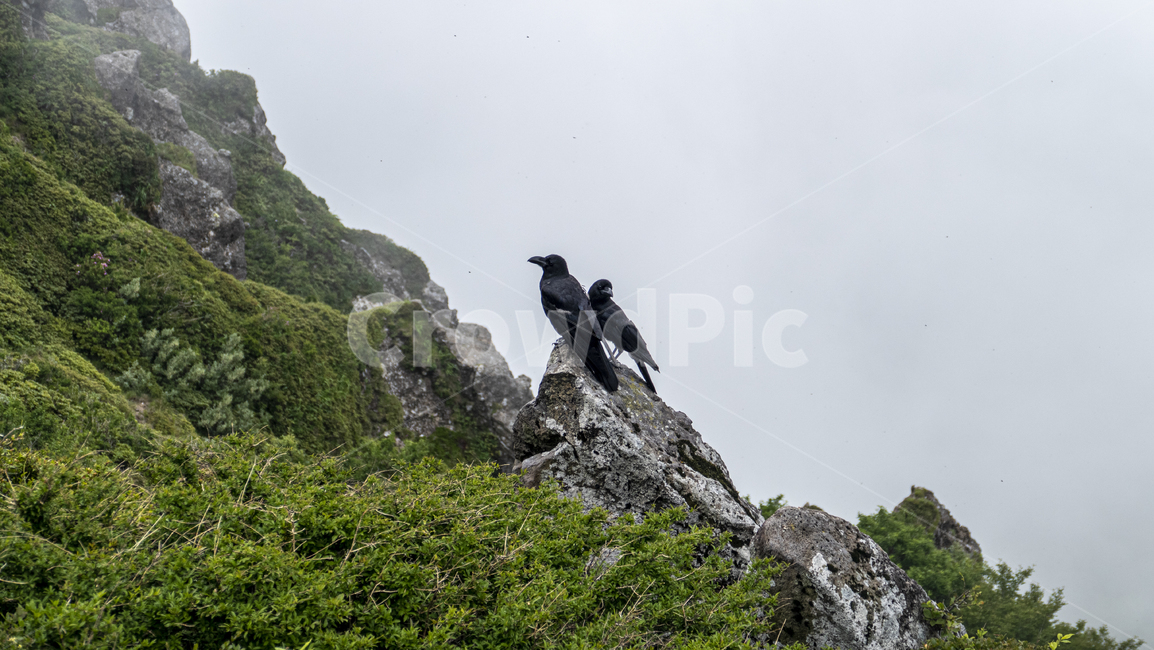 까마귀,까마귀들,야생동물,새,crow,산속,숲속,날짐승,조류,새,birds