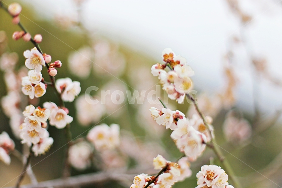 하동,hadong,매화,매화축제,매화꽃,꽃,flower,봄,계절,spring,season,식물,자연,plants,nature,꽃,flower,plant