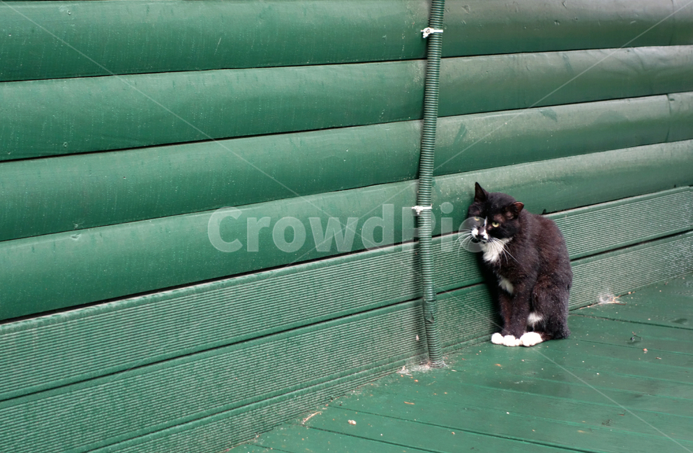 검은고양이,녹색,고양이,cat,green