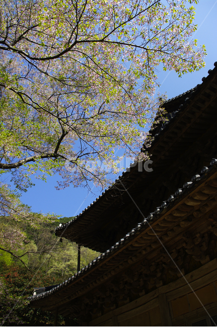 건축,화엄사,사찰,절,지붕,traditional,전통,기와지붕,한국전통,한국문화,korean traditional,korean culture,건축물,건물외관,exterior,building,structure,architecture,construction
