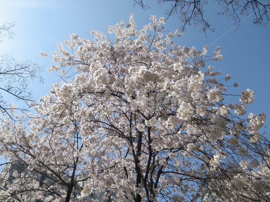 white flower,Cherry Blossom,cherryblossom,flowering,springseason,spring,spring flowers,sensiblefeeling,mountain,plants,sight,season,wood,Emotion,park,sky,blossom,nature,clear,tree,picnic,full bloom,flower,Eco,warm,blue,background,plant,walk
