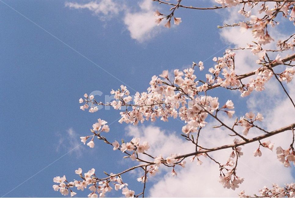 하늘,벚꽃,봄,구름,필름