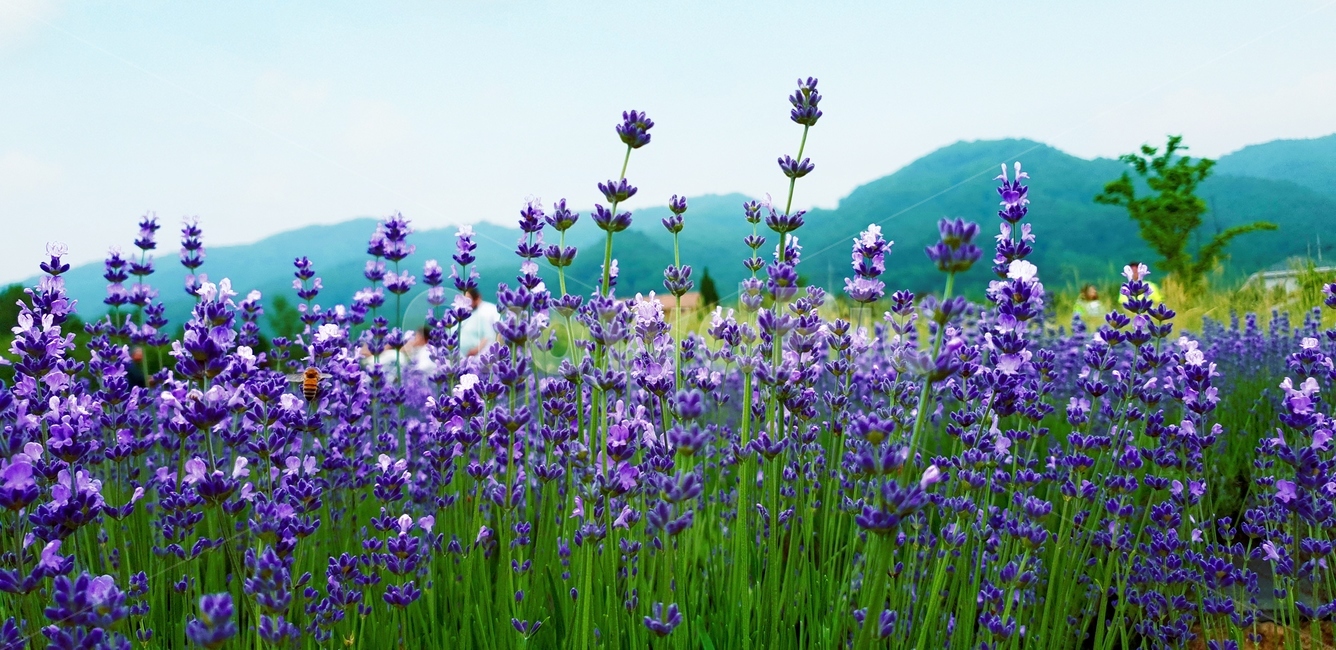 식물,plant,라벤더,꽃밭,lavander