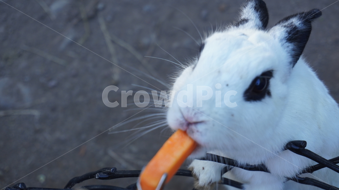 토끼,동물,포유류,animal,육지동물,동물,animal,포유류,mammal