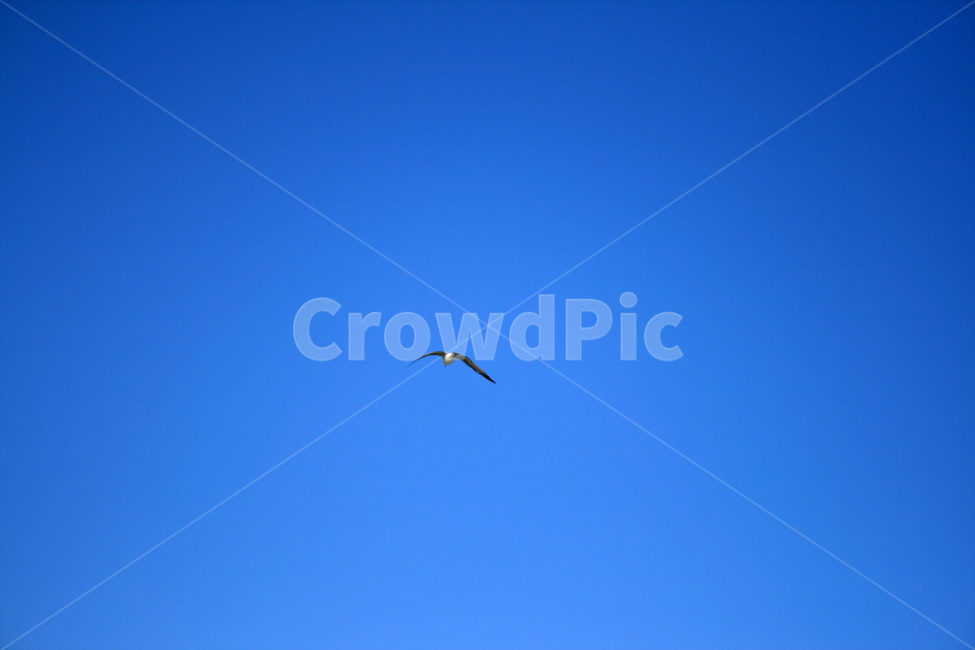 하늘,새,갈매기,조류,sky,동물,animal,조류,새,birds