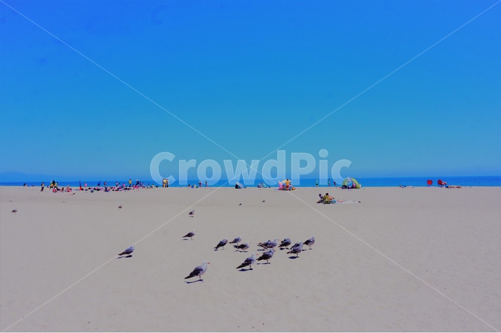 해변,갈매기,바다,풍경,캘리포니아,california,미국,산타바바라,santabarbara,외국,여행,자연,풍경,nature,landscape,해변,바다,beach,sea,해외,외국,세계,foreign,oversea,world,세계자연풍경,해외자연풍경,외국자연풍경,world nature landscape,동물,animal,조류,새,birds,사람들,대중,군중,other people,crowd,outdoors,옥외,sand,모래,bird