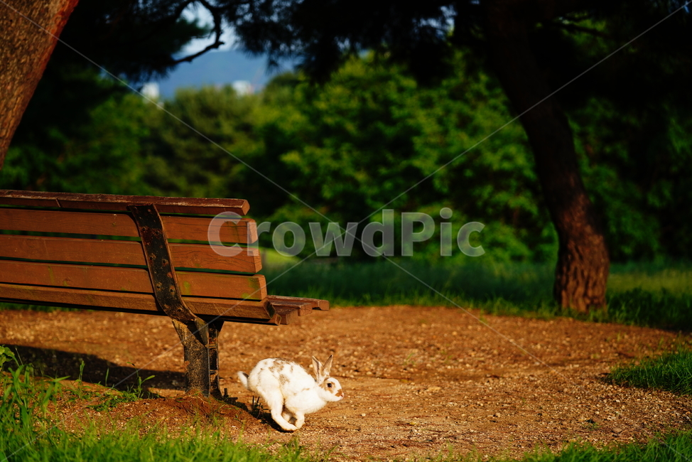토끼,동물,생명,생물,자연,rabbit,animal,포유류,포유류,mammal