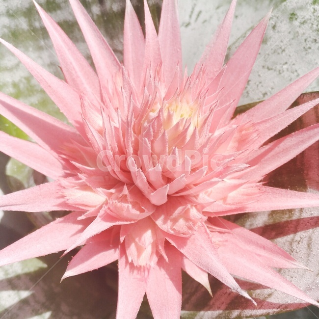 봄,꽃,식물,화분,꽃화분,핑크,봄,계절,spring,season,식물,자연,plants,nature,꽃,flower,plant,blossom,dahlia,달리아