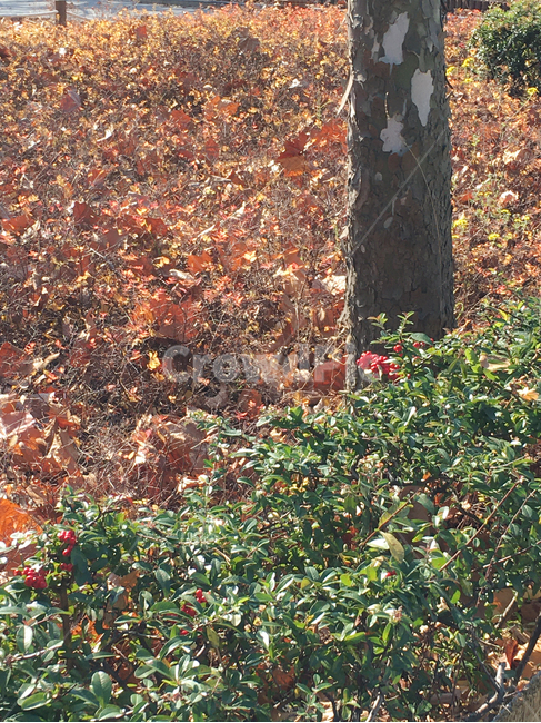 풍경,scenery,나무,tree,낙엽,deciduous,잎,leaf,생활,life,공원,park,식물,plant