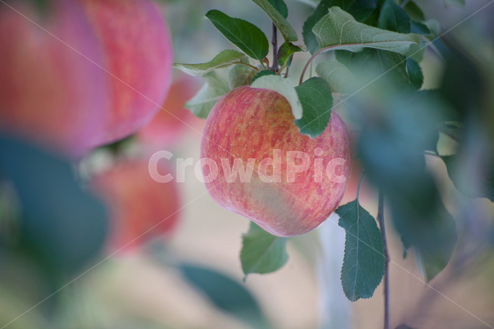 사과,과수원,빨간색,가을,apple,추석,당도최고,건강,비타민c,과실수,자연,자연이준선물,과일,추수,부사,식재료,식품,나무,열매,tree,apples,orchard,autumn,trees,field,background,fruit,organic,branch,green,ripe,fall,red,landscape,sky,natural,crop,leaf,season,farm,grass,farming,sunny,nature,color,healthy,food,fresh,식물,자연,plants,nature,과일,열매,fruit