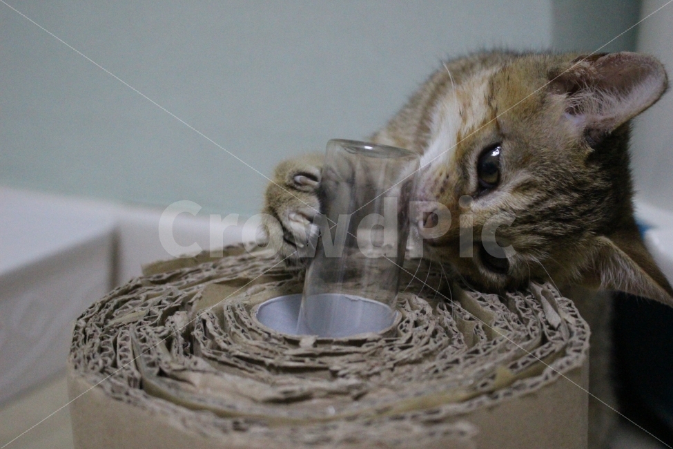 고양이,반려동물,유기묘,길냥이,애완동물,cat,pet,kitten,아기고양이,코숏,코리안숏헤어,동물,animal,고양이,cat,kitten,kitty,포유류,mammal